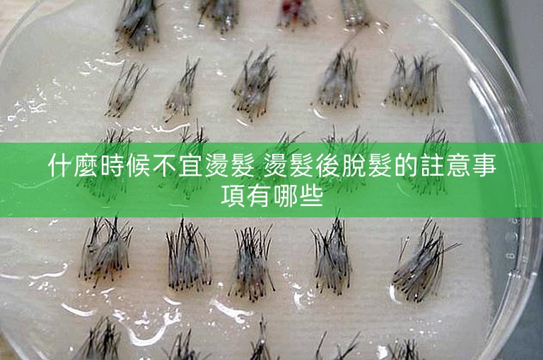 什麼時候不宜燙髮 燙髮後脫髮的註意事項有哪些